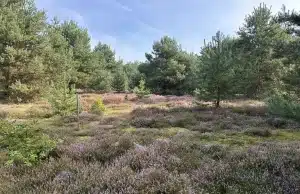 Schaijkse heide