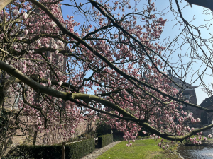 Bloesem in de tuin van de Pastorie